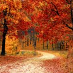 Autumn Family Fun Ideas