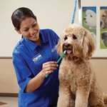 Petsmart Grooming Coupons